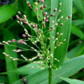 علف زبان گوزنDeer Tongue Grass